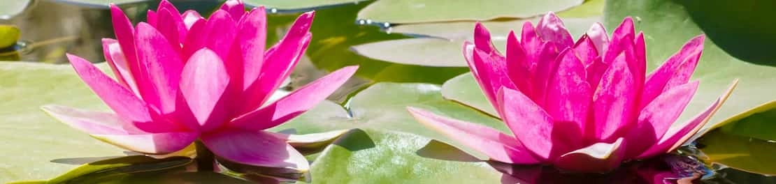 Teichpflege im Frühling