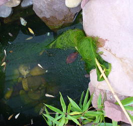 Fadenalgen im Gartenteich Problemzone Flachwasserbereich Blog Die